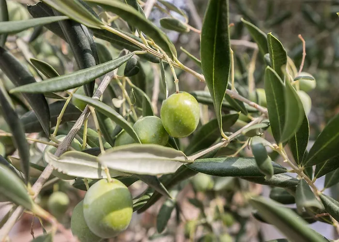 And Maestral Appartement