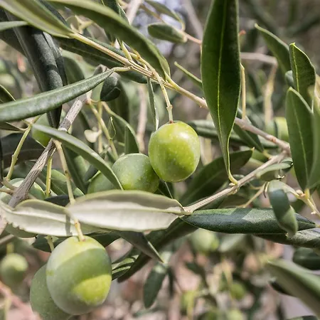 And Maestral Appartement